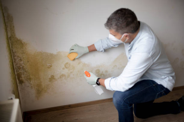 Best Airborne Mold Testing  in Beulah, ND